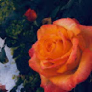 Meet your Posher, Abby